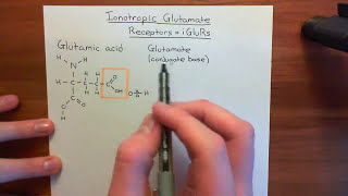 Ionotropic Glutamate Receptors Part 1 [upl. by Jenne]