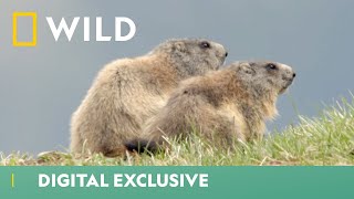 Marmot Prepares For Hibernation  Winter Wonderland  National Geographic Wild UK [upl. by Attlee]