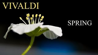 VIVALDI The Four Seasons Spring quotLa primaveraquot FULL  Classical Music HD [upl. by Haeluj]