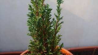 Chamaecyparis False Cypress Bonsai Tree [upl. by Secnarf]