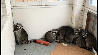 Eleven Raccoons Stuck Inside Porch [upl. by Annelise502]