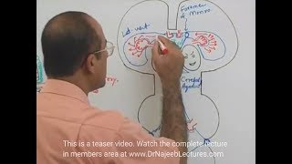 Cerebrospinal Fluid  Neuroanatomy [upl. by Enotna]