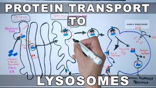 Lysosomal Protein Targeting [upl. by Magnuson82]