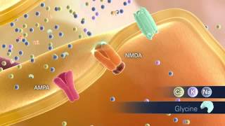 AMPA and NMDA receptors [upl. by Hildick]