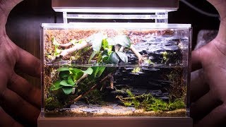 Mini Complete Waterfall Paludarium [upl. by Knuth]