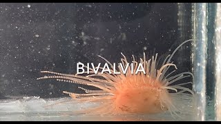 Bivalvia [upl. by Libove]