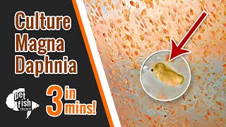 How to culture DAPHNIA MAGNA  The easy way [upl. by Madelle]