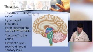 Neuroanatomy made ridiculously simple [upl. by Paton]