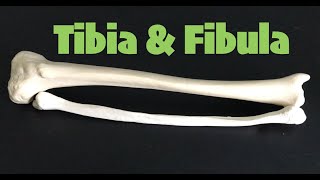 Tibia amp Fibula [upl. by Alexi]