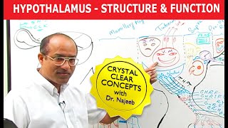 Hypothalamus  Structure and Function  Neuroanatomy [upl. by Neelon480]