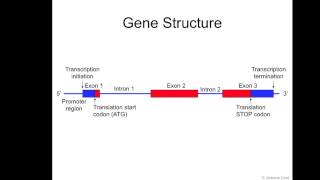 Gene Structure [upl. by Kipton606]