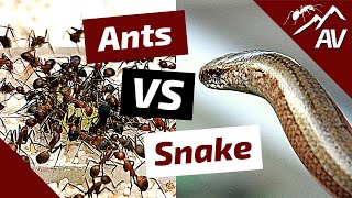 Camponotus ANTS VS SNAKE [upl. by Ender]