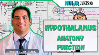 Neurology  Hypothalamus Anatomy amp Function [upl. by Ecinej760]