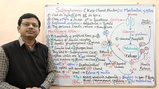 Diabetes Mellitus Part10 Mechanism of Action of Sulfonylurease  Antidiabetic Drugs  Diabetes [upl. by Enaej]