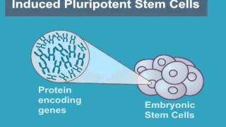 What are Induced Pluripotent Stem Cells iPS Cells [upl. by Sato855]