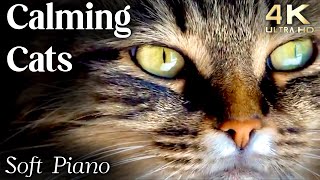 Cats 4K  Calming Cat Video TV Background with Calming Music to Reduce Stress [upl. by Scully132]