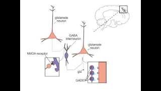 Schizophrenia and NMDA Receptors [upl. by Allesor]