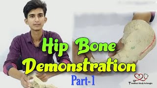 Hip bone anatomy in bangla  Parts features attachmentsrelations part1 [upl. by Aldwin]