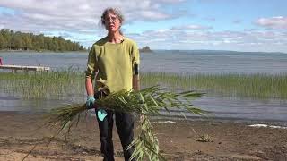 How to Control Invasive Phragmites  The Manitoulin Phragmites Project [upl. by Esyla771]