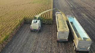 Malecha Dairys Corn Silage [upl. by Spearman33]