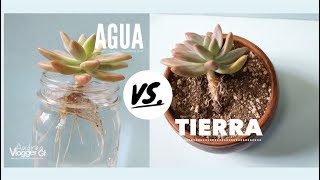 Como Reproducir suculentas en Agua y Tierra  VLOG DIY [upl. by Iborian]