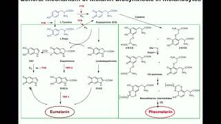 Complete Melanin Biosynthesis Pathway  Eumelanin amp Pheomelanin [upl. by Ocnarf]