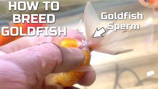 How To Breed Goldfish  Hand Spawning Fancy Goldfish [upl. by Dobson]