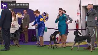 Bluetick Coonhounds  Breed Judging 2020 [upl. by Frodina]