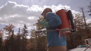 Adirondack Invasives Phragmites [upl. by Jedlicka]