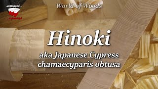 Hinoki  Japanese Cypress chamaecyparis obtusa [upl. by Stoffel]