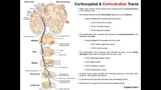 Corticobulbar Tracts EXPLAINED  Cranial Nerve Motor Function [upl. by Tsepmet145]