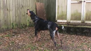 Bluetick Coonhound Baying [upl. by Paulita]