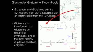 Glutamate Glutamine Biosynthesis [upl. by Netsew]