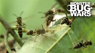 Green Ants Vs Paper Wasps  MONSTER BUG WARS [upl. by Esille]