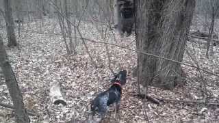 Bluetick Coonhound Training Video 1 [upl. by Atsirhcal]