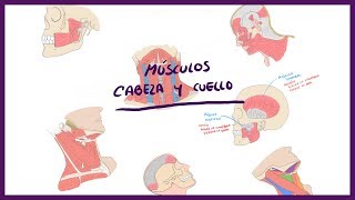 ANATOMÍA  Músculos de la Cabeza y cuello Triángulos del cuello  BLASTO [upl. by Ensign376]