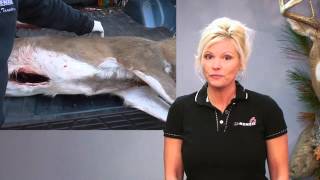 How To Skin a Deer  Field Care for Taxidermy [upl. by Granthem]