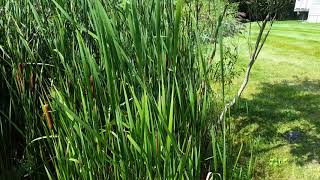 Controlling Invasive Aquatic Weeds Phragmites and Cattails [upl. by Hauser696]