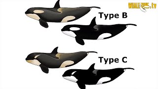 Ecotypes of Killer Whales orcas  WHALEZONETV S3E3 [upl. by Enehs715]