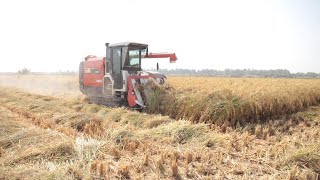 Reviving the Basmati Rice Farming Industry in Pakistan [upl. by Osanna]