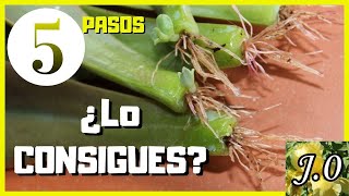 🌵Cómo reproducir suculentas por hojas en 5 PASOS⭐️PARTE 12 [upl. by Gal983]