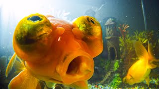 How Do Goldfish Flirt  Pets Wild At Heart  BBC Earth [upl. by Annawyt]