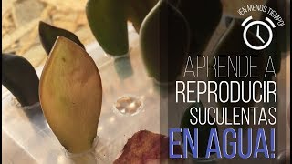 ¿CÓMO REPRODUCIR SUCULENTAS EN AGUA  ¡RESULTADOS EN 1 SEMANAAA [upl. by Vilhelmina258]