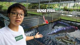 Feeding Arapaimas and Catfish that are BIGGER than Me [upl. by Ceporah1]