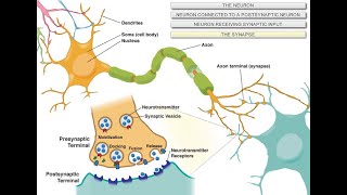 Intro to Neuroscience [upl. by Moe809]