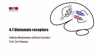 41 Glutamate receptors [upl. by Grizelda]