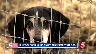 Bluetick Coonhound named official Tennessee state dog [upl. by Serra]