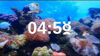 5 Minute Timer Relaxing Music Lofi Fish Background [upl. by Gosser]