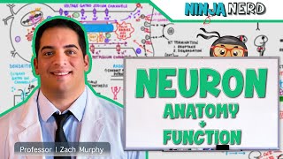 Neurology  Neuron Anatomy amp Function [upl. by Aizat437]