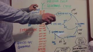 Gamma Glutamyl Pathway Explained [upl. by Aicats]